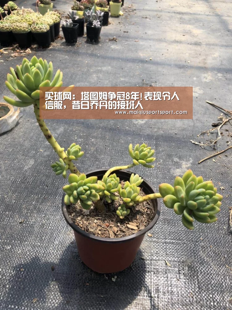 买球网:塔图姆争冠8年!表现令人信服,昔日乔丹的接班人(图3) 世界杯赛程