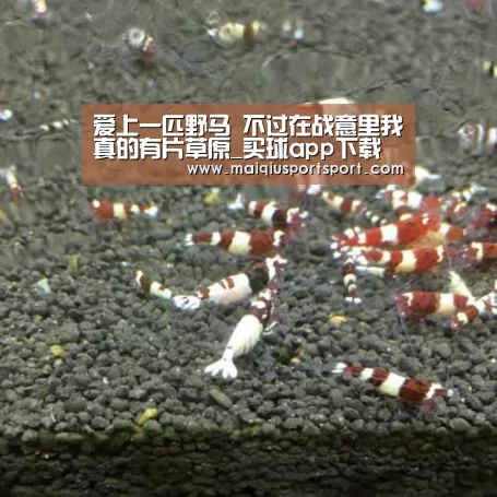 爱上一匹野马 不过在战意里我真的有片草原_买球app下载(图2) 世界杯赛程