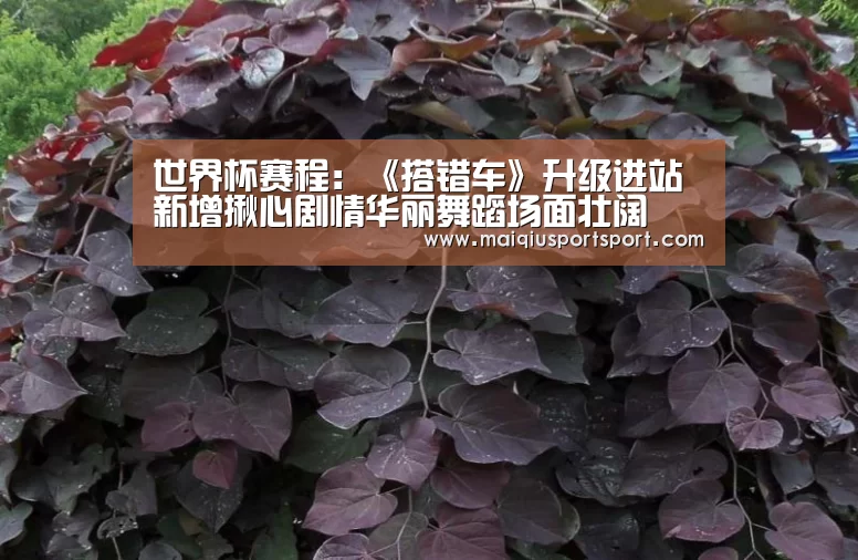 买球网官网